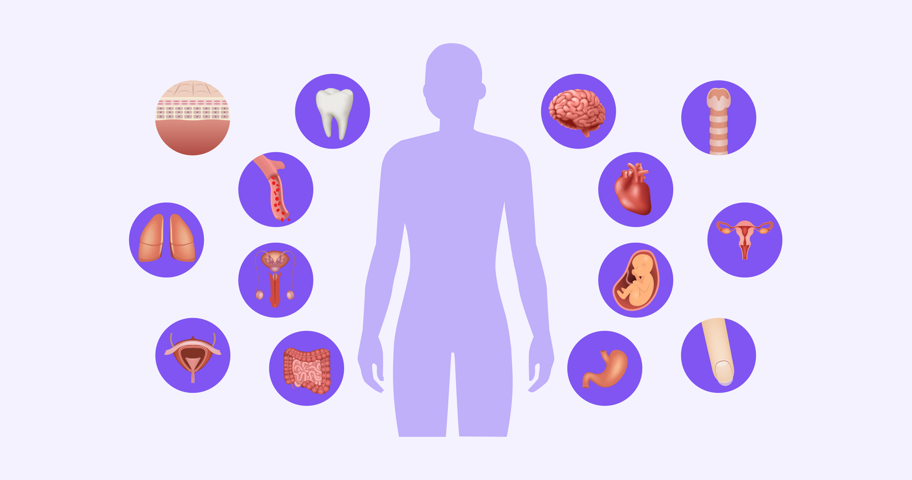 How smoking affects the body